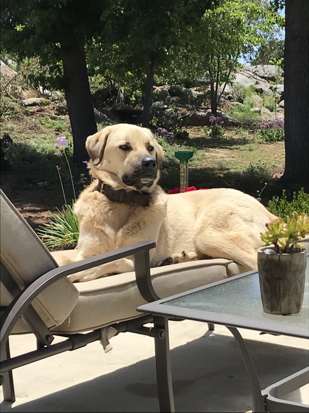 Entry image for Elsy. Clicking this image will show a larger photo