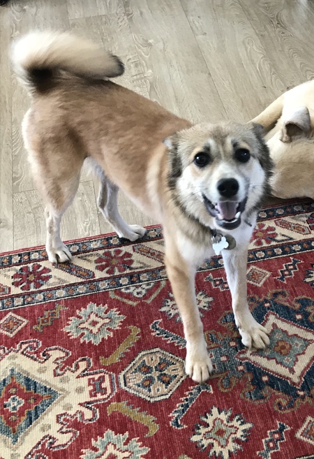 Entry image for Monkey. Clicking this image will show a larger photo