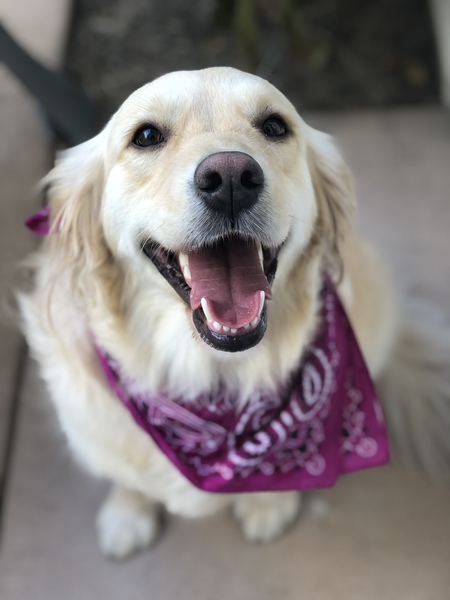 Entry image for Chloe. Clicking this image will show a larger photo