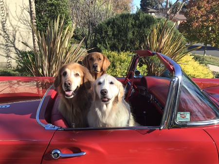 Entry image for Cooper, Cassidy & Cody. Clicking this image will show a larger photo