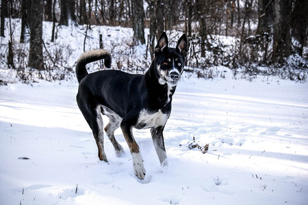 Entry image for Bluebearry. Clicking this image will show a larger photo