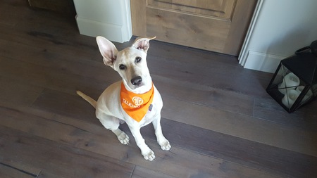 Entry image for Kokomo. Clicking this image will show a larger photo