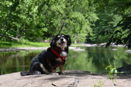 Entry image for Ollie . Clicking this image will show a larger photo