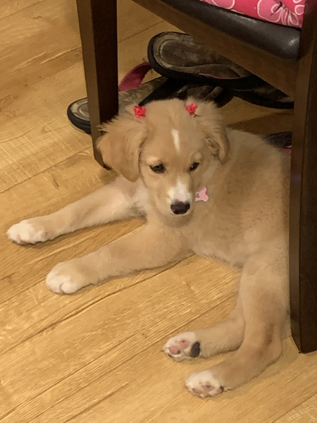 Entry image for Izzy Belle. Clicking this image will show a larger photo