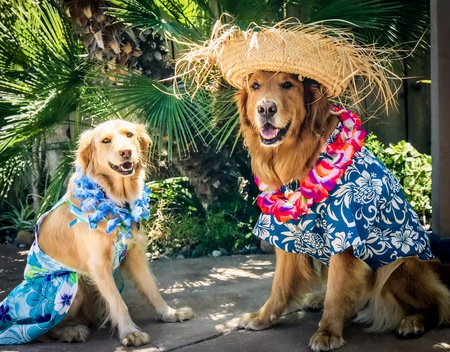 Entry image for Nixie &Turbo. Clicking this image will show a larger photo