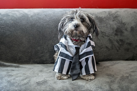 Entry image for Ozzy. Clicking this image will show a larger photo