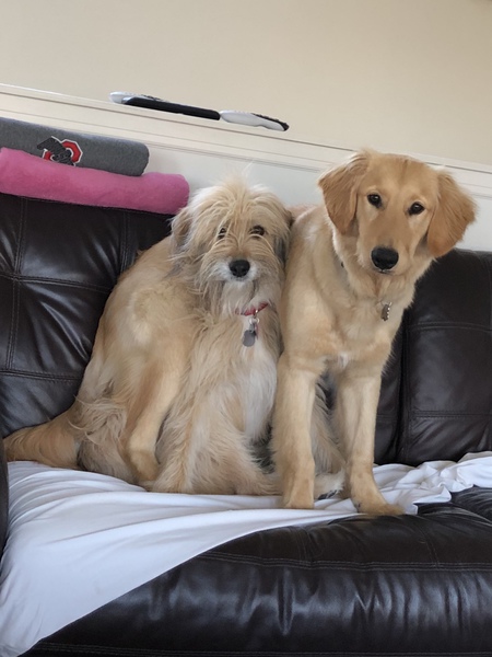 Entry image for Maizie and Hunter. Clicking this image will show a larger photo