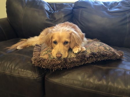 Entry image for Phoebe. Clicking this image will show a larger photo