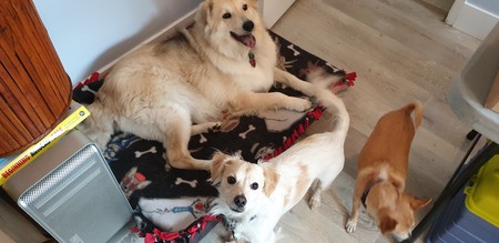 Entry image for Salted Caramel Trio ( Flyin  Flynn, Bella & Turbo). Clicking this image will show a larger photo