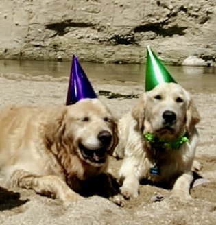 Entry image for Bailey & Beau. Clicking this image will show a larger photo