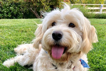 Entry image for Cordelia. Clicking this image will show a larger photo