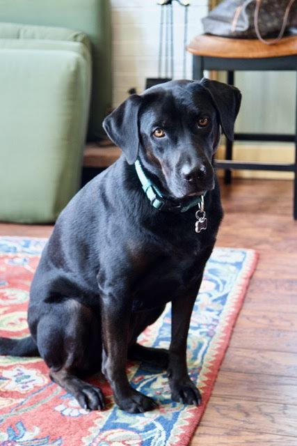 Entry image for Luna. Clicking this image will show a larger photo