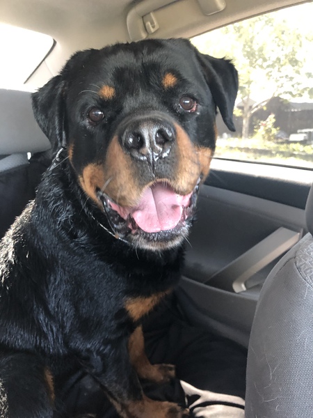 Entry image for Brute. Clicking this image will show a larger photo