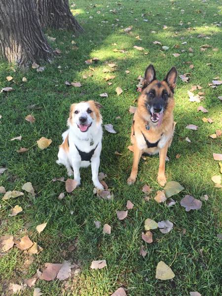 Ruger & Maverick