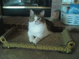 Molly