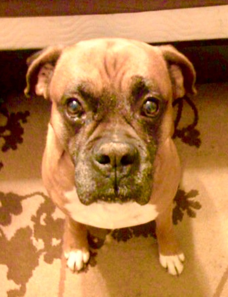 Beau (Bo)
