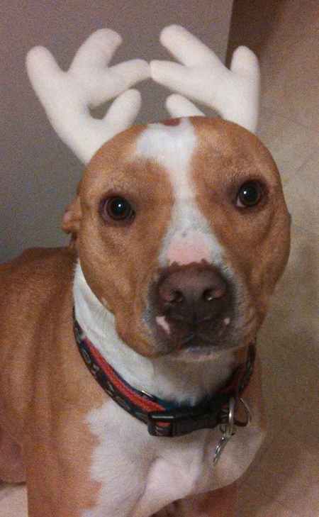 Buck!