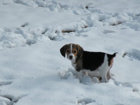 Bailey