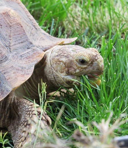 Tortminator (Torti for short)