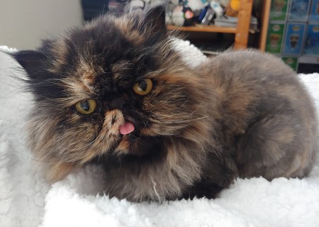 Hazel