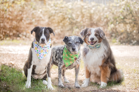 Izzy, Lottie, and Sky