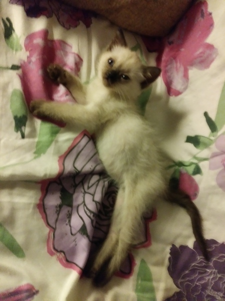Peanut