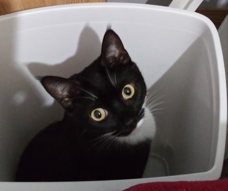 Maya