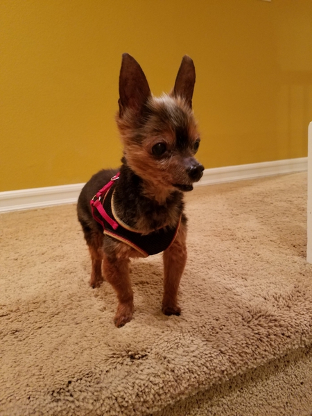 Teddy