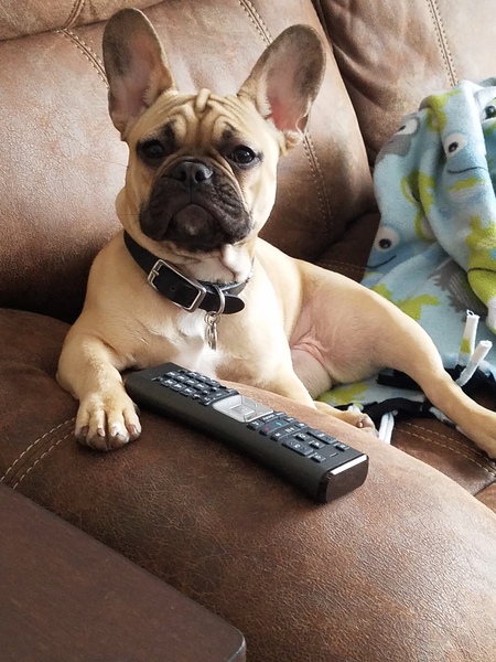 Arya