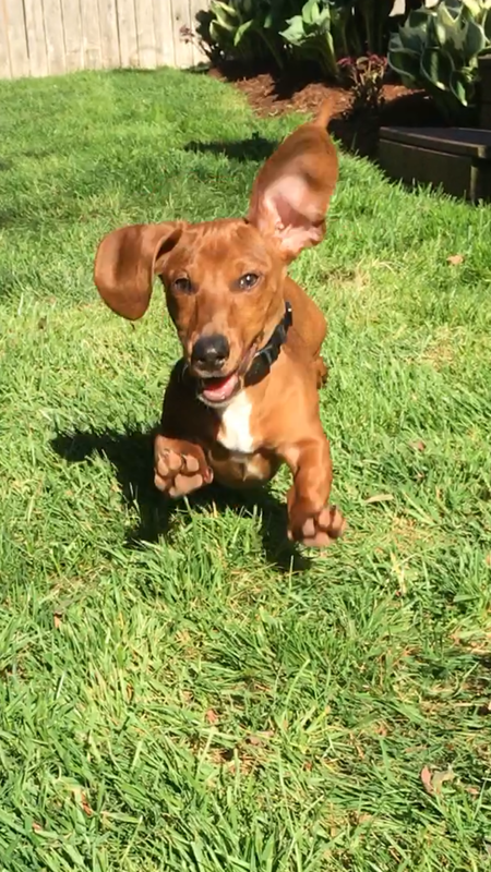 Chauncey Von Weinerhausen