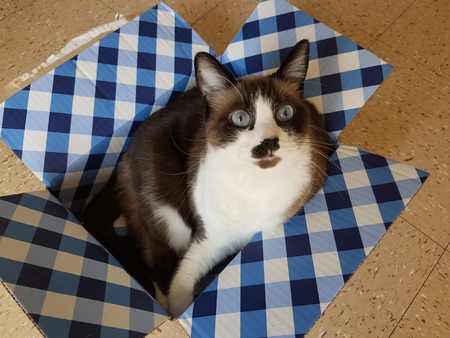 Meatball