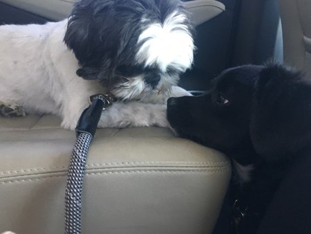 Bella and Stella