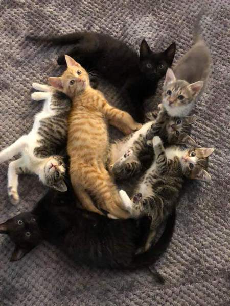 AVHS Foster Kittens