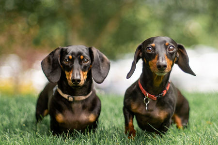 Cosmo & Star