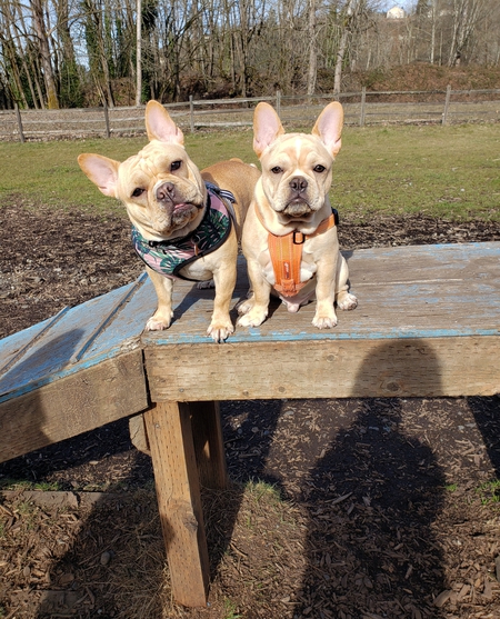 Pig (left) Pog (right) 