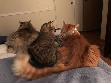 Ladybug, Mickey, & Malibu