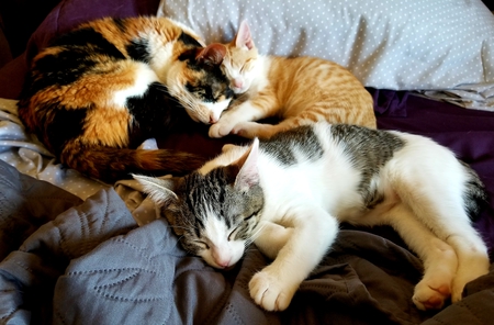 Cali/Rocket/Lil' Ella