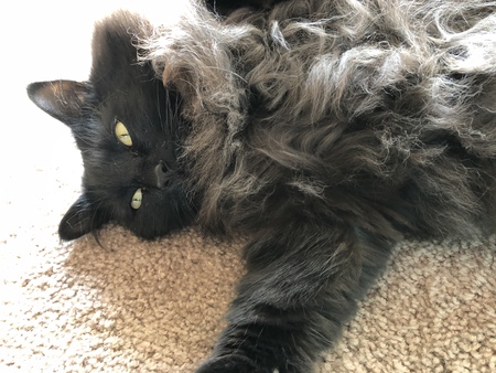 Toothless