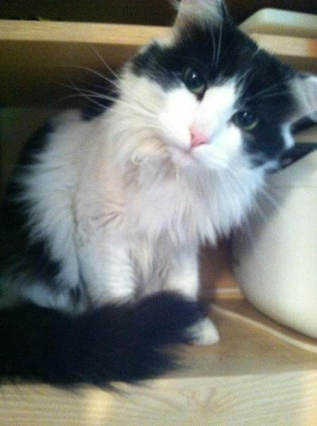 Domino