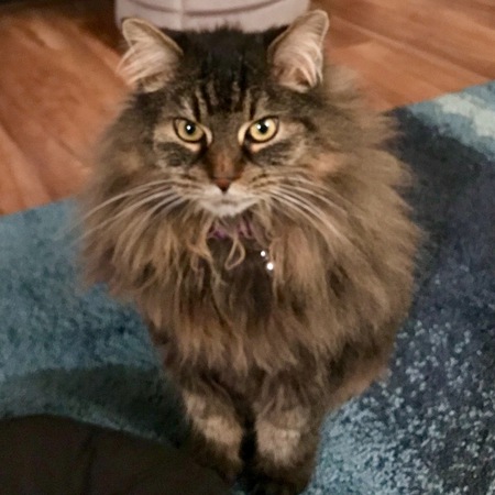 Princess Fizzy
