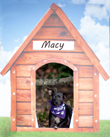 Macy