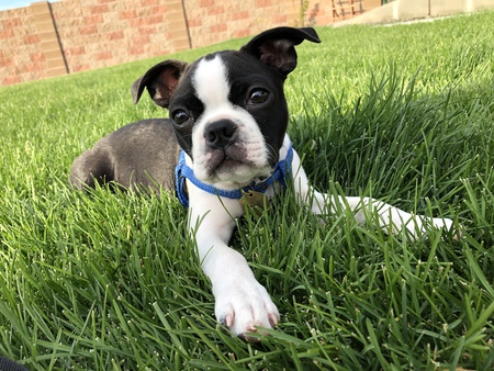 Ringo
