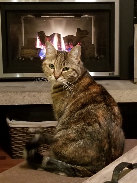 Callie
