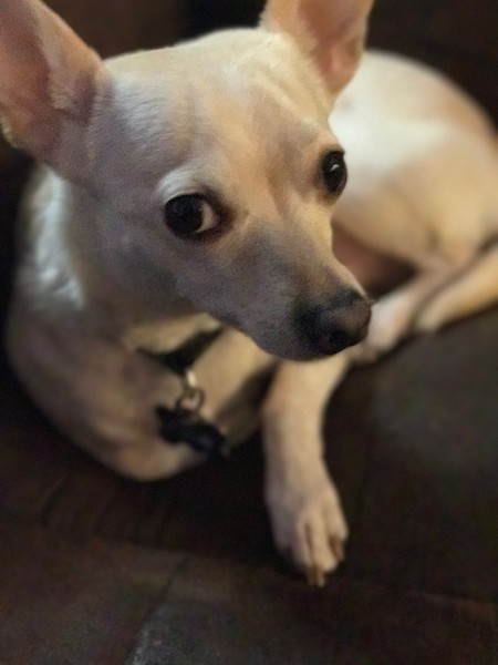 Taz