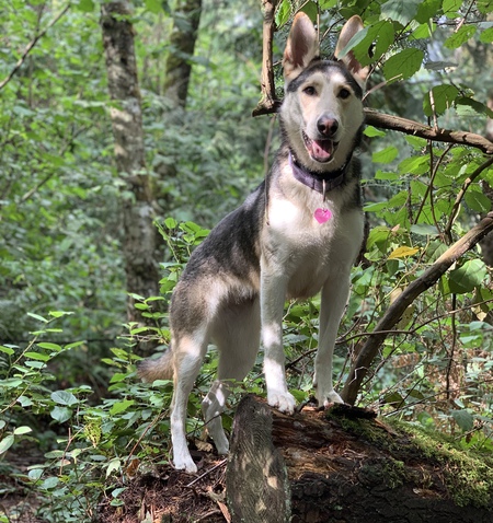Sitka