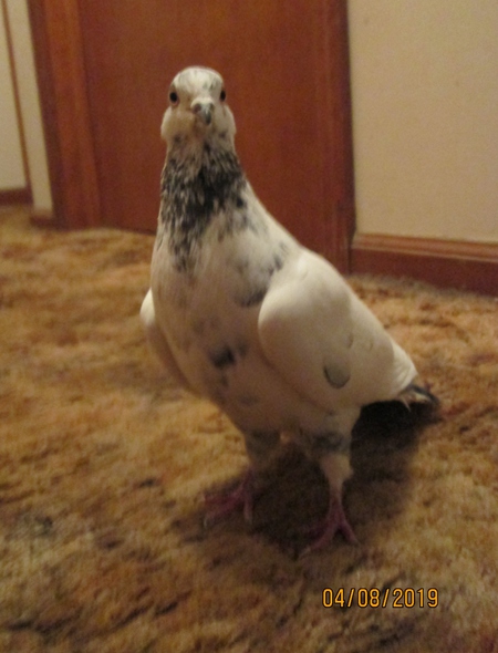 Didi the Dove