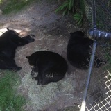 Entry image for  3 bears