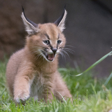 Entry image for Kitty