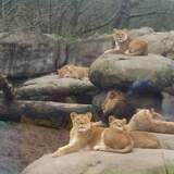 Entry image for Cat Nap