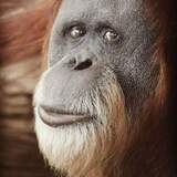 Entry image for Humbling Eyes of Inji